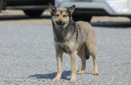 27.03.2025 За самовыгул собак в Приморье наказывают по всей строгости  | Администрация муниципального округа город Партизанск Приморского края Официальный сайт