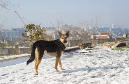 15.02.2022 Как маркировать собаку в селе и что делать с ранее чипированными собаками. РАЗЪЯСНЕНИЯ  | Администрация муниципального округа город Партизанск Приморского края Официальный сайт