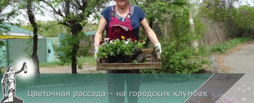 Цветочная рассада – на городских клумбах | Администрация муниципального округа город Партизанск Приморского края Официальный сайт Цветочная рассада – на городских клумбах | Администрация муниципального округа город Партизанск Приморского края Официальный сайт