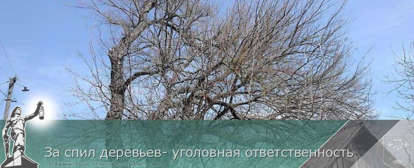 За спил деревьев- уголовная ответственность | Администрация муниципального округа город Партизанск Приморского края Официальный сайт За спил деревьев- уголовная ответственность | Администрация муниципального округа город Партизанск Приморского края Официальный сайт