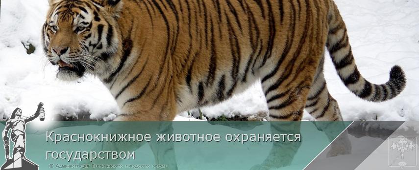 Краснокнижное животное охраняется государством | Администрация муниципального округа город Партизанск Приморского края Официальный сайт Краснокнижное животное охраняется государством | Администрация муниципального округа город Партизанск Приморского края Официальный сайт