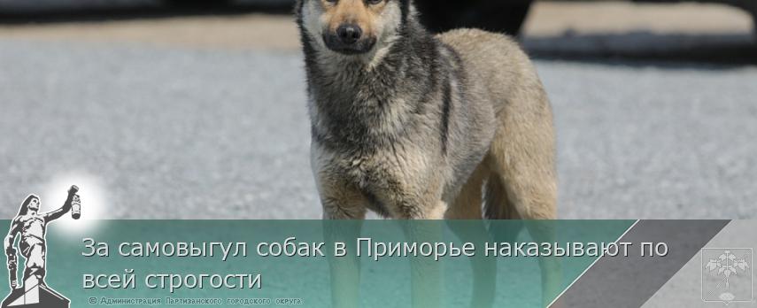 За самовыгул собак в Приморье наказывают по всей строгости  | Администрация муниципального округа город Партизанск Приморского края Официальный сайт